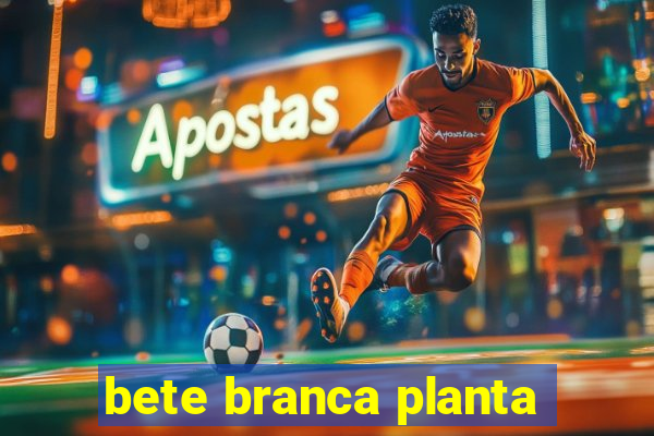 bete branca planta